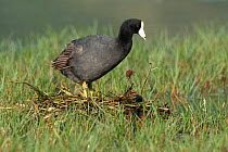 American coot (Fulica americana) standing on nest with chick, Saint Martin, Caribbean.