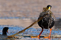 Giant coots (Fulica gigantea) pair collecting nesting material at water's edge, Salinas and Aguada Blanca National Reserve, Arequipa, Peru.
