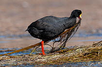 Giant coot (Fulica gigantea) collecting nesting material at water's edge, Salinas and Aguada Blanca National Reserve, Arequipa, Peru.