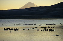 Giant coot (Fulica gigantea) flock sleeping on lake at dusk, Chile.