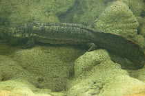 Chinese giant salamander (Andrias davidianus) in a captive environment, Prague Zoo, Prague, Czech Republic.