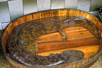 Possible South China giant salamander (Andrias sligoi) pair held captive in wooden bowl, Canton market, Guangzhou, China. Species originally identified as Andrias davidianus but the individuals were s...