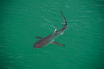 Blacktip shark (Carcharhinus limbatus) pup, born in mangrove inlet, swimming in shallow waters.  Galapagos Islands, Ecuador.
