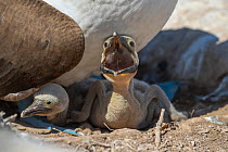 Newly hatched Blue-footed booby (Sula nebouxii) chicks, showing age difference, acquiring first down at two or three days, nestled under parent.  Galapagos Islands, Ecuador.