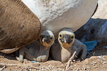 Newly hatched Blue-footed booby (Sula nebouxii) chicks, showing age difference, acquiring first down at two or three days, nestled under parent.  Galapagos Islands, Ecuador.