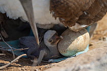 Newly hatched Blue-footed booby (Sula nebouxii) chick, with second egg still unhatched and older chick nestled under parent.  Galapagos Islands, Ecuador.