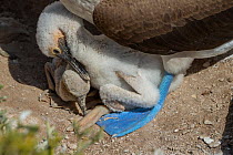 Two Blue-footed booby (Sula nebouxii) chicks, with age difference of one week that becomes apparent as first hatched chick obtains more food, nestled under parent.  Galapagos Islands, Ecuador.