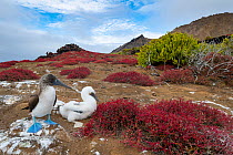Two Blue-footed boobies (Sula nebouxii), parent and chick, at nesting site among endemic Galapagos carpet weed (Sesuvium edmonstonei) and Galapagos clubleaf (Nolana galapagensis).  Galapagos Islands,...