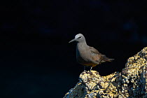 Brown noddy (Anous stolidus) perched on barnacle (Cirripedia) covered rocks.  Galapagos Islands, Ecuador.