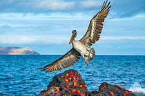 Brown pelican (Pelecanus occidentalis) landing amid Sally lightfoot crab (Grapsus grapsus) covered volcanic rocks.  Galapagos Islands, Ecuador.