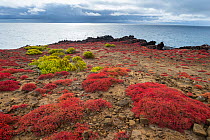Coastline with endemic Galapagos carpet weed (Sesuvium edmonstonei) and Galapagos clubleaf (Nolana galapagensis) growing.  Galapagos Islands, Ecuador.