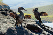 Two Flightless cormorants (Phalacrocorax harrisi) drying stretched out stunted wings.  Galapagos Islands, Ecuador.