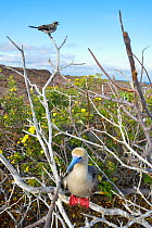 Galapagos mockingbird (Mimus parvulus) calling from high branch and Red-footed booby (Sula sula) perched on lower branch.  Galapagos Islands, Ecuador.