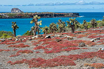Endemic Galapagos carpet weed (Sesuvium edmonstonei) and Giant prickly pear cactus (Opuntia echios) by coastline.  Plazas Island, Galapagos Islands, Ecuador.