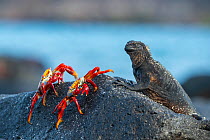 Marine iguana (Amblyrhynchus cristatus) sharing volcanic rock with two Sally lightfoot crabs (Grapsus grapsus).  Mosquera Island, Galapagos Islands, Ecuador.