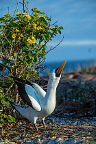Male Nazca booby (Sula granti) performing sky-pointing courtship display, with flowering Yellow cordia (Cordia lutea) in background.   Galapagos Islands, Ecuador.