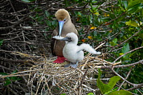 Red-footed booby (Sula sula) parent with chick on nest in Red mangrove (Rhizophora mangle) tree.  Galapagos Islands, Ecuador.