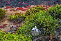 Two Red-footed boobies (Sula sula), parent and chick, on nest among endemic plants including Galapagos carpet weed (Sesuvium edmonstonei) and Galapagos clubleaf (Nolana galapagensis). Galapagos Islan...