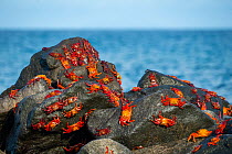 Sally lightfoot crabs (Grapsus grapsus) covering rocky shoreline.  Galapagos Islands, Ecuador.