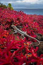 San Cristobal lava lizard (Microlophus bivittatus) among endemic Galapagos carpet weed (Sesuvium edmonstonei).  San Cristobal Island, Galapagos Islands, Ecuador.