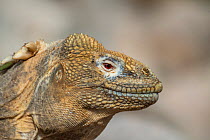 Santa Fe land iguana (Conolophus pallidus) portrait.  Santa Fe Island, Galapagos Islands, Ecuador.