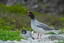 Pair of Swallow-tailed gulls (Creagrus furcatus) at nest, one incubating, one calling.  Genovesa Island, Galapagos Islands, Ecuador.