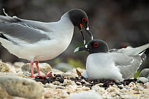 Pair of Swallow-tailed gulls (Creagrus furcatus) at nest, one incubating.  Genovesa Island, Galapagos Islands, Ecuador.