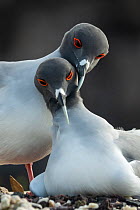 Pair of Swallow-tailed gulls (Creagrus furcatus) at nest, one incubating, other preening.  Genovesa Island, Galapagos Islands, Ecuador.