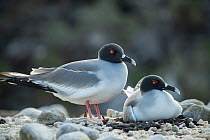 Pair of Swallow-tailed gulls (Creagrus furcatus) at nest, one incubating.  Genovesa Island, Galapagos Islands, Ecuador.