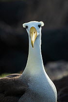 Waved albatross (Phoebastria irrorata) portrait showing eyebrows unique to species.  unta Suarez, Espanola Island, Galapagos Islands, Ecuador.