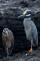Pair of Yellow-crowned night-herons (Nyctanassa violacea), in breeding plumage with subdued colours of Galapagos subspecies, perched on rocks.  Galapagos Islands, Ecuador.