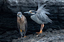 Male Yellow-crowned night-heron (Nyctanassa violacea), in breeding plumage with subdued colours of Galapagos subspecies, performing courtship display for female.  Galapagos Islands, Ecuador.