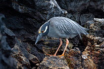 Male Yellow-crowned night-heron (Nyctanassa violacea) in breeding plumage with subdued colours of Galapagos subspecies, perched on rocks.   Galapagos Islands, Ecuador.