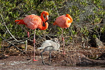 Pair of American flamingos (Phoenicopterus ruber) standing on one leg, with chick.  Rabida Island, Galapagos Islands, Ecuador.