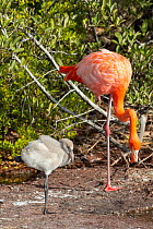 American flamingo (Phoenicopterus ruber) with chick, standing on one leg.  Rabida Island, Galapagos Islands, Ecuador.