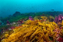 Cold algal community at heart of Cromwell Current upwelling.   Fernandina Island coast, Galapagos Islands, Ecuador. Pacific Ocean.
