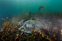 Diamond stingray (Dasyatis brevis) resting on sea floor.  Galapagos Islands, Ecuador. Pacific Ocean.