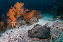 Diamond stingray (Dasyatis brevis) resting  on sea floor near cold sea fan (Muricea).  Galapagos Islands, Ecuador. Pacific Ocean.