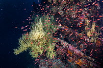 Schooling Blacktip cardinalfish (Apogon atradorsatus) swimming around Galapagos black coral (Antipathes galapagensis).  Galapagos Islands, Ecuador. Pacific Ocean.