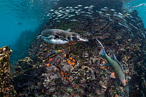 Galapagos penguin (Spheniscus mendiculus) chasing small fish into shallow waters with Black-striped salema (Xenocys jessiae) and Mexican hogfish (Bodianus diplotaenia).   Galapagos Islands, Ecuador....