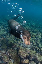 Bull Galapagos sea lion (Zalophus wollebaeki) releasing air bubbles underwater.  Galapagos Islands, Ecuador. Pacific Ocean.