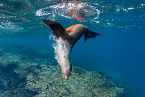 Galapagos sea lion (Zalophus wollebaeki) cavorting underwater.  Galapagos Islands, Ecuador. Pacific Ocean.