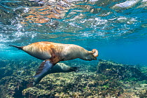 Two Galapagos sea lions (Zalophus wollebaeki) cavorting underwater, with one holding Sea cucumber (Holothuroidea) in mouth.  Galapagos Islands, Ecuador. Pacific Ocean.