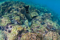 Galapagos sea lion (Zalophus wollebaeki) cavorting underwater.  Galapagos Islands, Ecuador. Pacific Ocean.