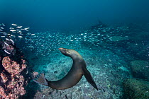 Galapagos sea lion (Zalophus wollebaeki) cavorting underwater next to schooling Black-striped salema (Xenocys jessiae).  Galapagos Islands, Ecuador. Pacific Ocean.
