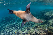Galapagos sea lion (Zalophus wollebaeki) cavorting underwater.  Galapagos Islands, Ecuador. Pacific Ocean.