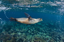 Galapagos sea lion (Zalophus wollebaeki) cavorting underwater.  Galapagos Islands, Ecuador. Pacific Ocean.