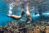 Four Galapagos sea lions (Zalophus wollebaeki) cavorting underwater.  Galapagos Islands, Ecuador. Pacific Ocean.