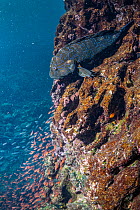 Giant hawkfish (Cirrhitus rivulatus) swimming next to underwater ledge with schooling Blacktip cardinalfish (Apogon atradorsatus).  Galapagos Islands, Ecuador. Pacific Ocean.