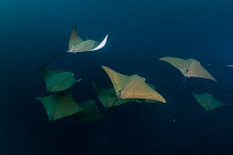 Shoal of Golden cownose-ray (Rhinoptera steindachneri) swimming.   Galapagos Islands, Ecuador. Pacific Ocean.